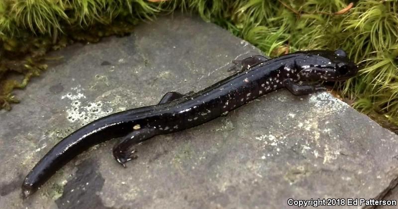 Wehrle's Salamander (Plethodon wehrlei)