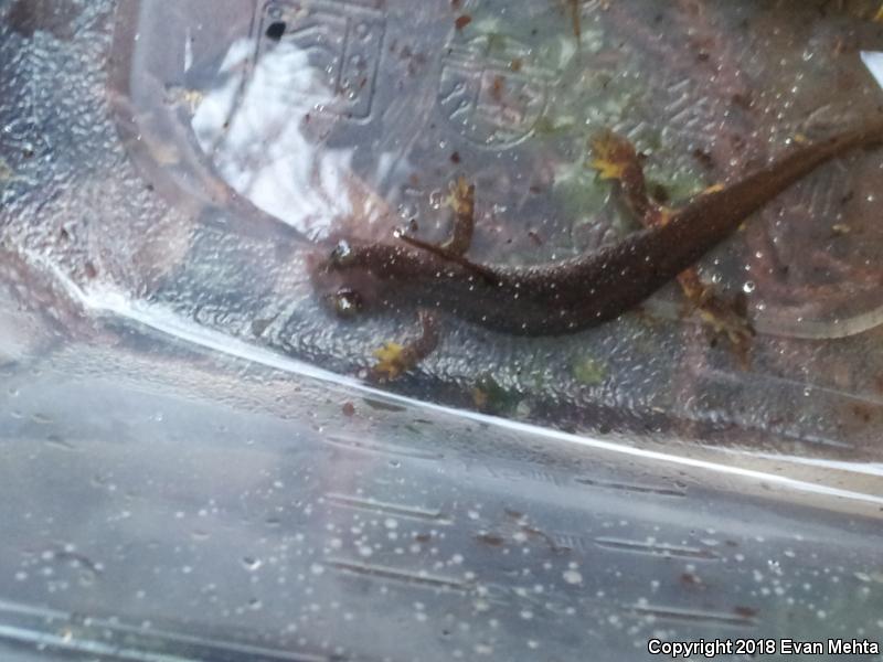 Olympic Torrent Salamander (Rhyacotriton olympicus)