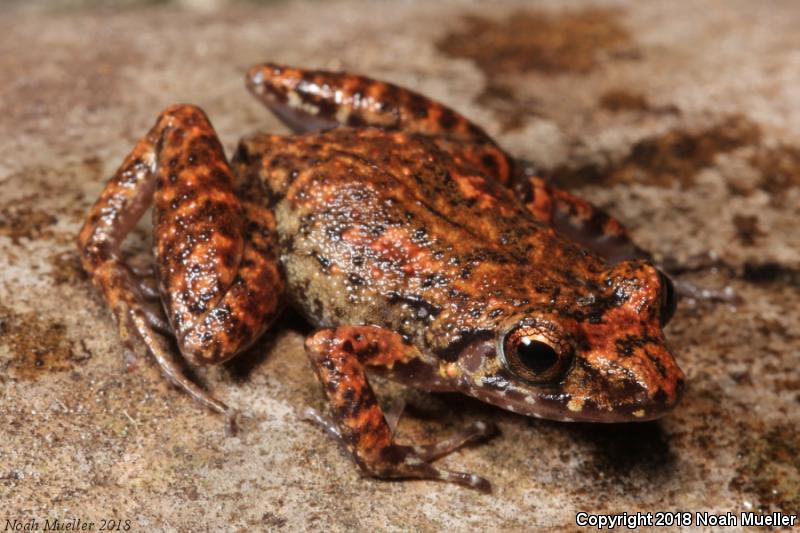 Greenhouse Frog (Eleutherodactylus planirostris)