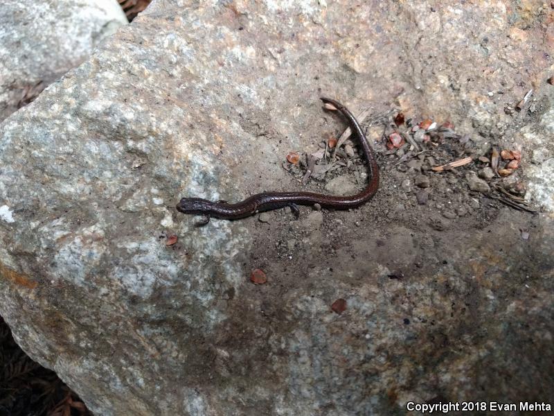 Santa Lucia Mountains Slender Salamander (Batrachoseps luciae)