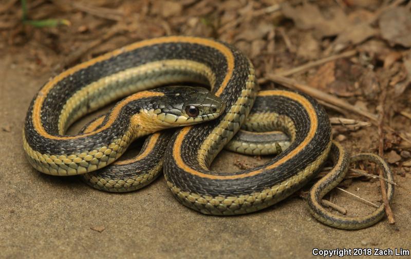 Diablo Gartersnake (Thamnophis atratus zaxanthus)