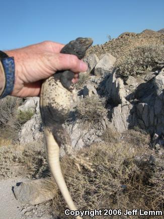 Common Chuckwalla (Sauromalus ater)