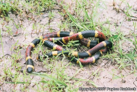 Texas Coralsnake (Micrurus tener tener)