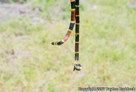 Texas Coralsnake (Micrurus tener tener)