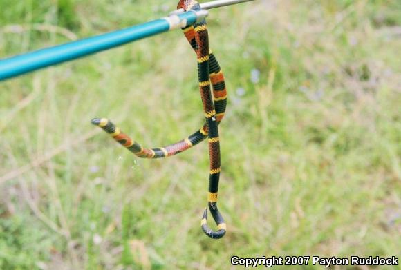 Texas Coralsnake (Micrurus tener tener)