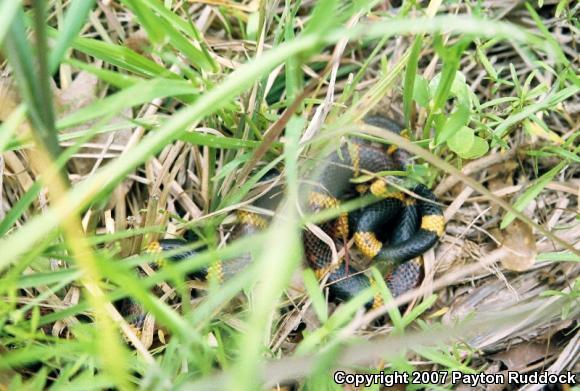 Texas Coralsnake (Micrurus tener tener)