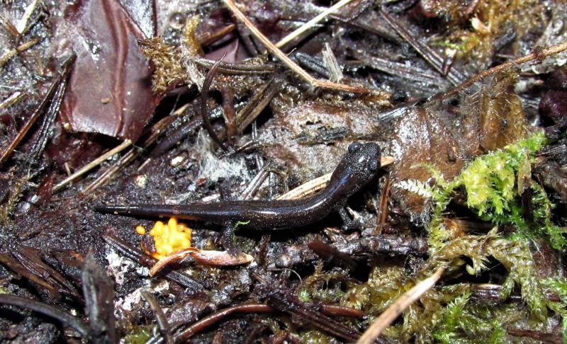 Siskiyou Mountains Salamander (Plethodon stormi)