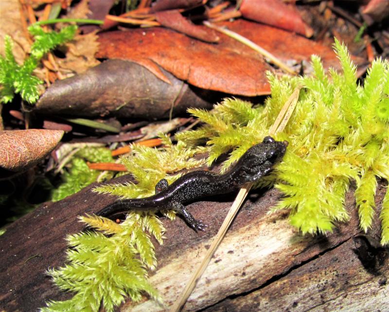 Siskiyou Mountains Salamander (Plethodon stormi)