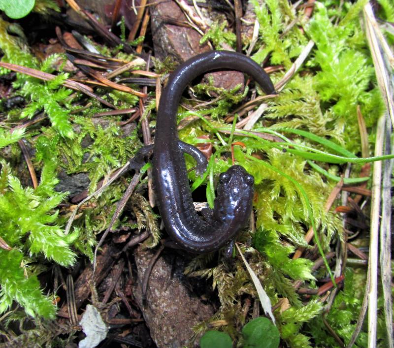 Siskiyou Mountains Salamander (Plethodon stormi)