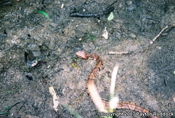 Western Cottonmouth (Agkistrodon piscivorus leucostoma)