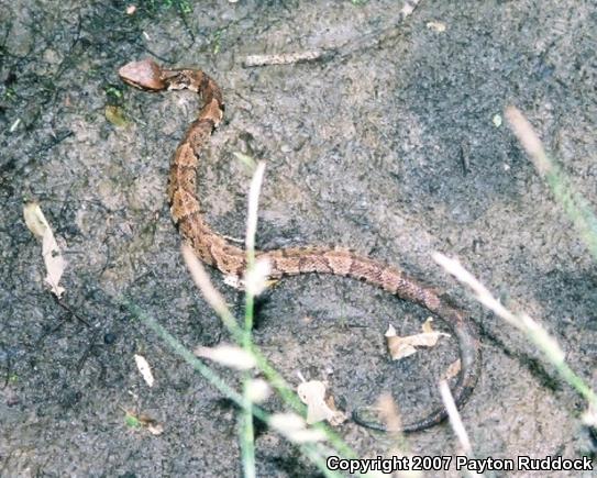 Western Cottonmouth (Agkistrodon piscivorus leucostoma)