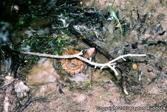 Western Cottonmouth (Agkistrodon piscivorus leucostoma)