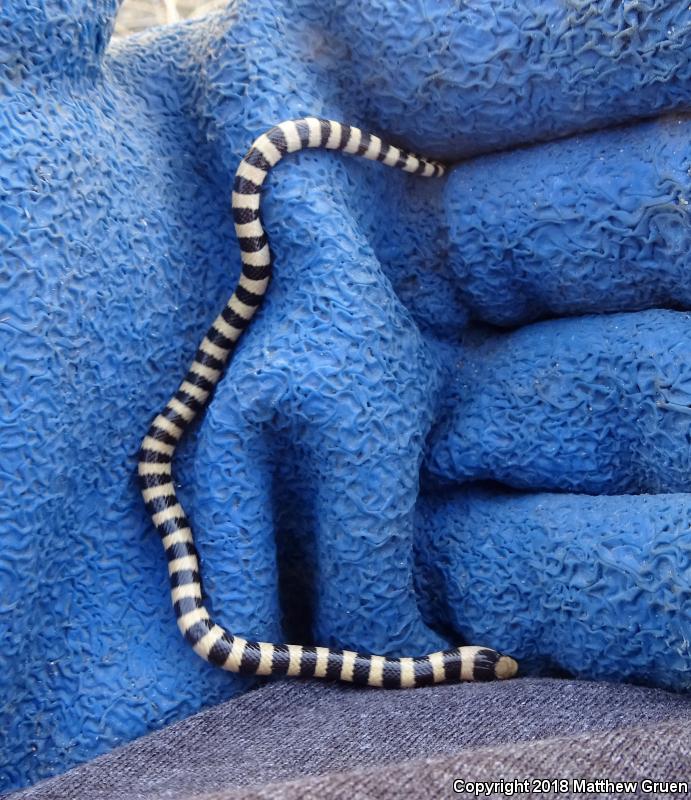 Mojave Shovel-nosed Snake (Chionactis occipitalis occipitalis)