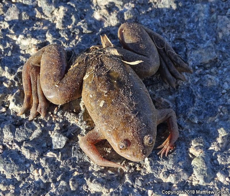 African Clawed Frog (Xenopus laevis)