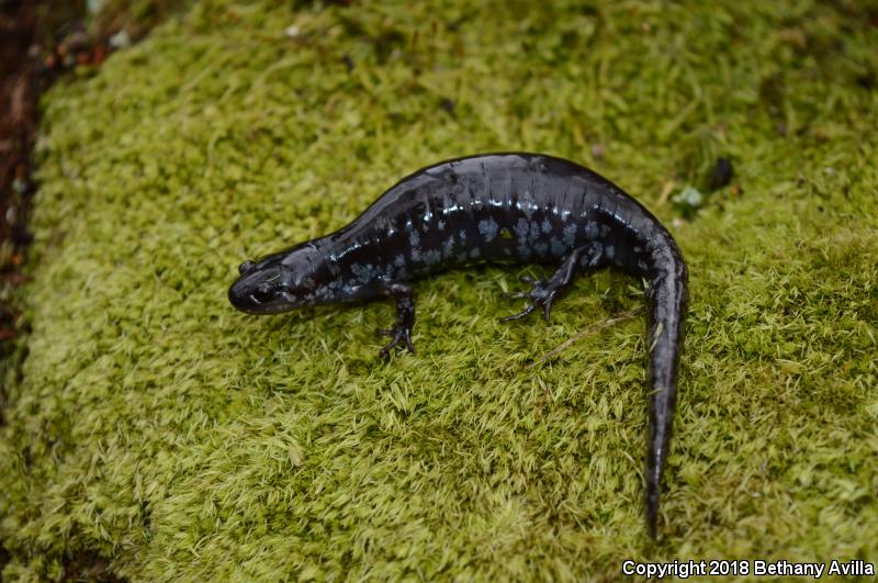 Mabee's Salamander (Ambystoma mabeei)