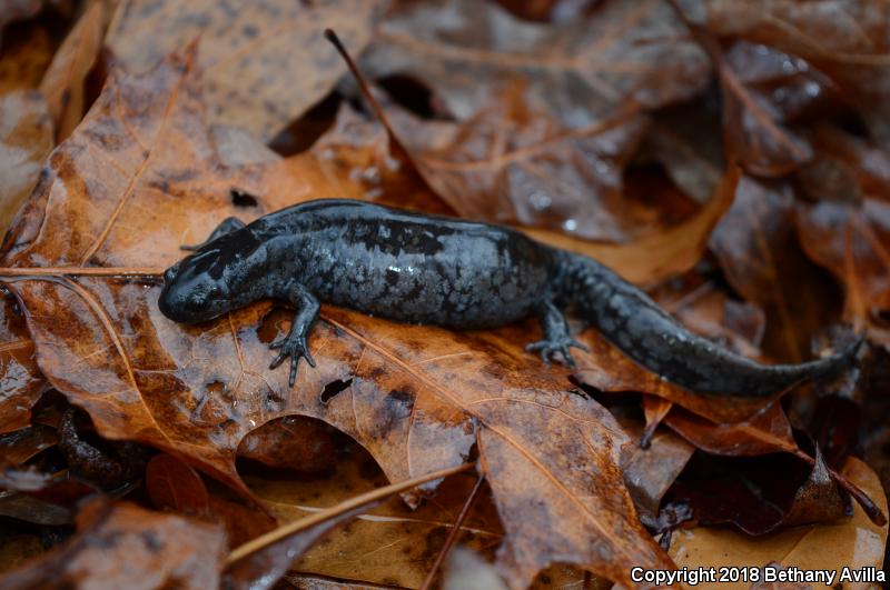 Mabee's Salamander (Ambystoma mabeei)