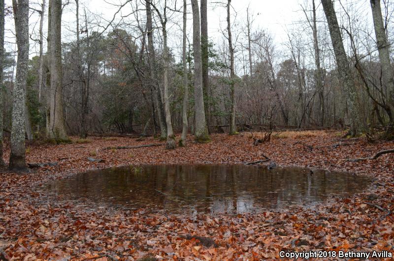 Mabee's Salamander (Ambystoma mabeei)