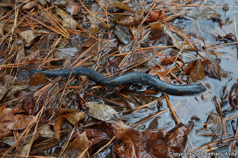 Two-toed Amphiuma (Amphiuma means)