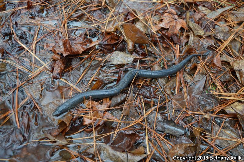 Two-toed Amphiuma (Amphiuma means)