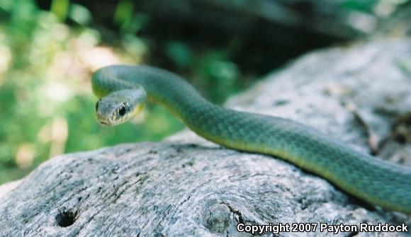 Eastern Yellow-bellied Racer (Coluber constrictor flaviventris)