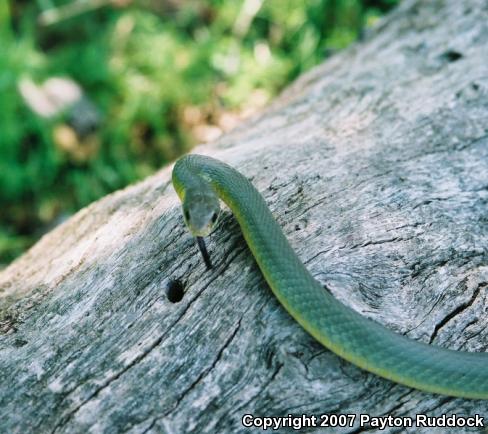 Eastern Yellow-bellied Racer (Coluber constrictor flaviventris)