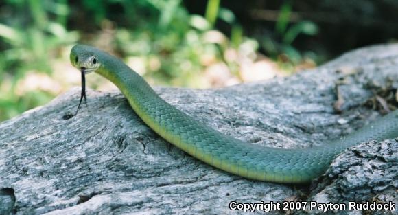 Eastern Yellow-bellied Racer (Coluber constrictor flaviventris)