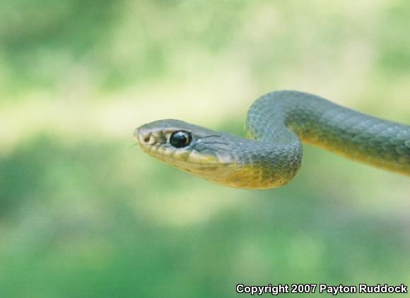 Eastern Yellow-bellied Racer (Coluber constrictor flaviventris)