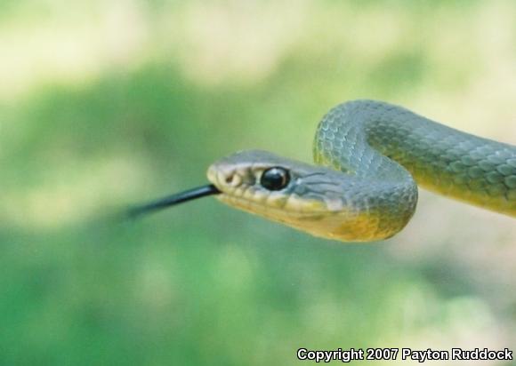 Eastern Yellow-bellied Racer (Coluber constrictor flaviventris)