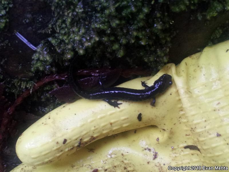 Van Dyke's Salamander (Plethodon vandykei)