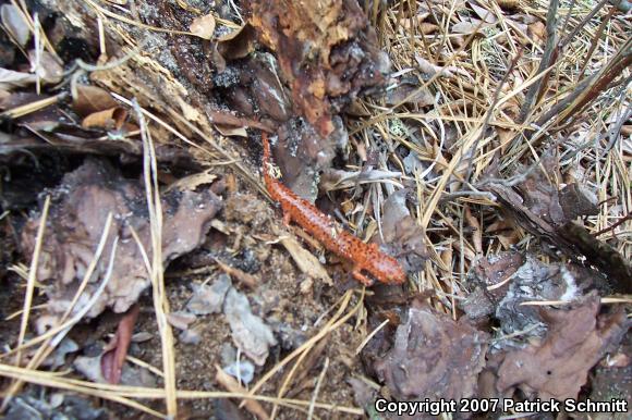 Northern Red Salamander (Pseudotriton ruber ruber)