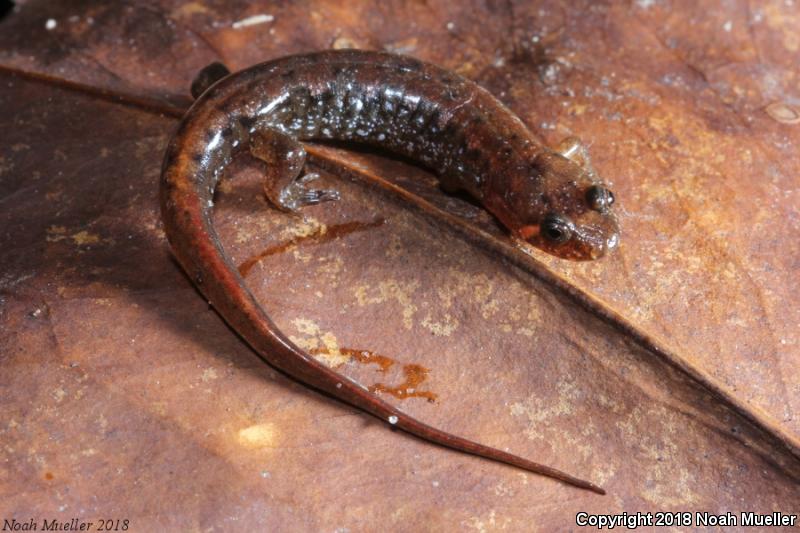 Apalachicola Dusky Salamander (Desmognathus apalachicolae)