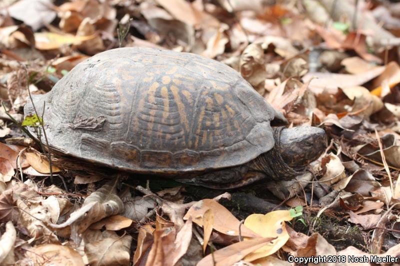 Gulf Coast Box Turtle (Terrapene carolina major)