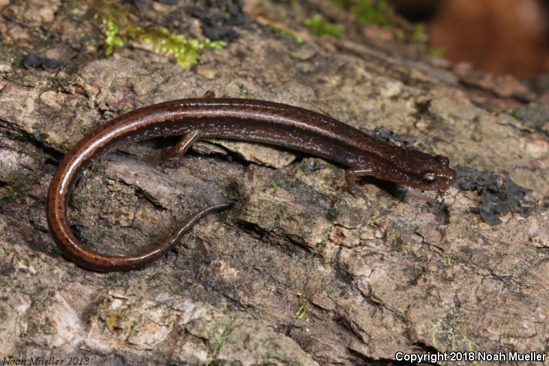 Dwarf Salamander (Eurycea quadridigitata)
