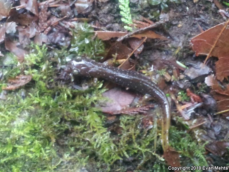 Olympic Torrent Salamander (Rhyacotriton olympicus)