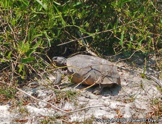 Gopher Tortoise (Gopherus polyphemus)