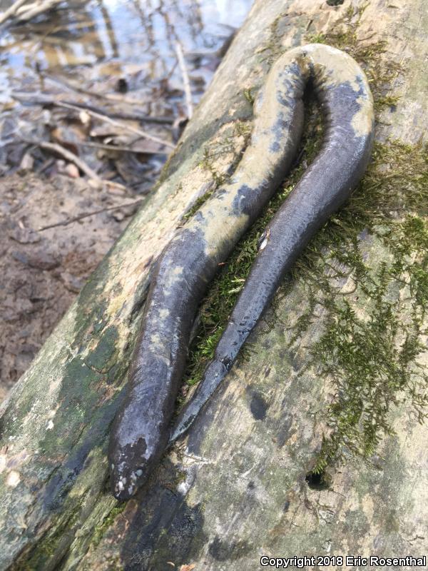 Three-toed Amphiuma (Amphiuma tridactylum)