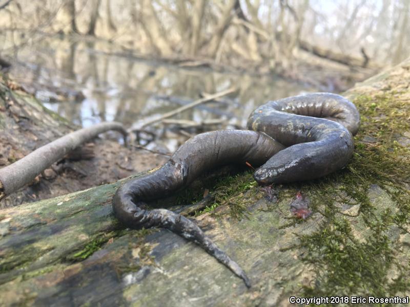 Three-toed Amphiuma (Amphiuma tridactylum)