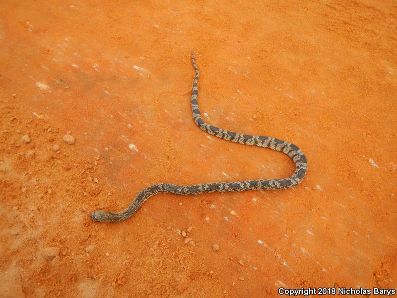 Florida Pinesnake (Pituophis melanoleucus mugitus)