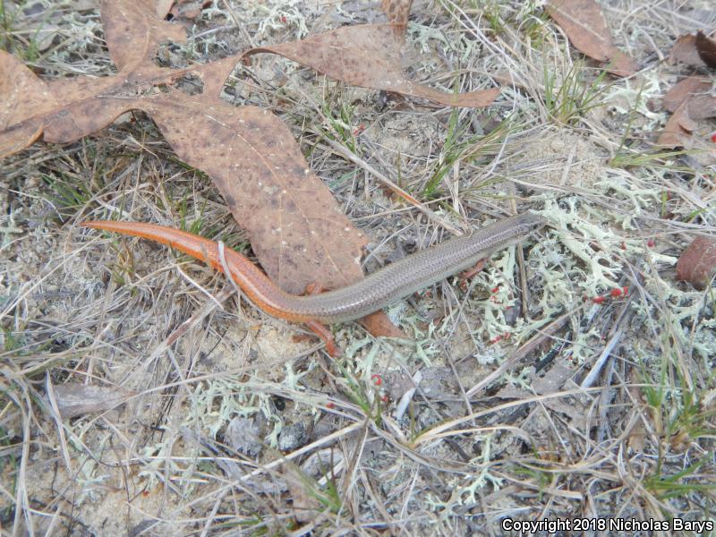 Northern Mole Skink (Plestiodon egregius similis)