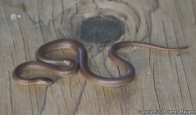 Forest Sharp-tailed Snake (Contia longicaudae)