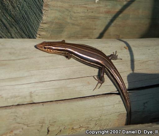 Broadhead Skink (Plestiodon laticeps)