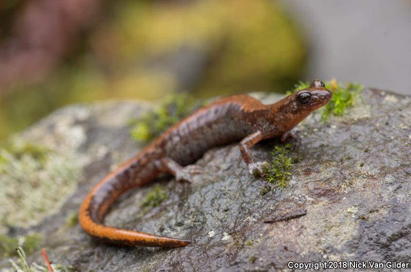 Larch Mountain Salamander (Plethodon larselli)