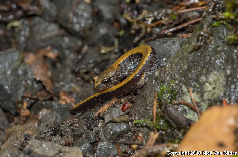 Larch Mountain Salamander (Plethodon larselli)