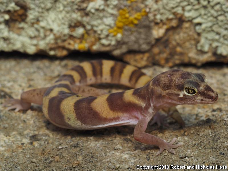 San Diego Banded Gecko (Coleonyx variegatus abbotti)