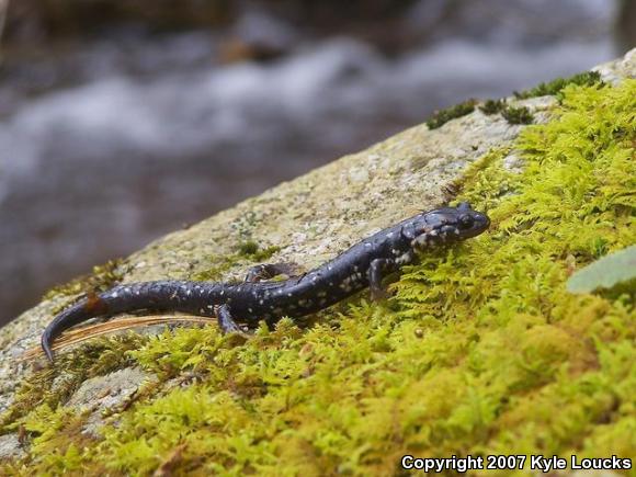 Northern Slimy Salamander (Plethodon glutinosus)