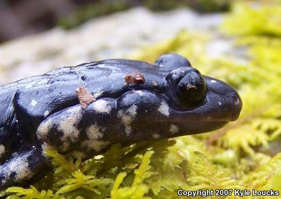 Northern Slimy Salamander (Plethodon glutinosus)