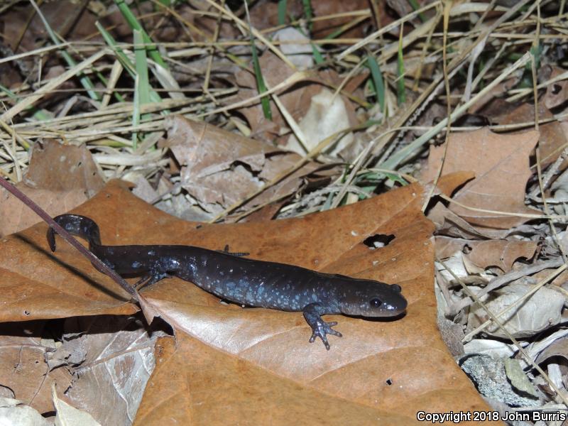 Jefferson Salamander (Ambystoma jeffersonianum)