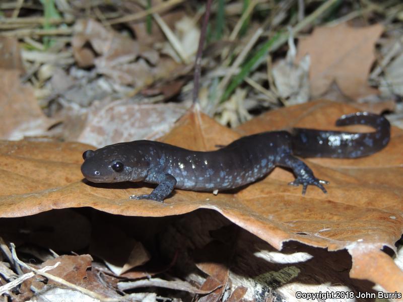 Jefferson Salamander (Ambystoma jeffersonianum)