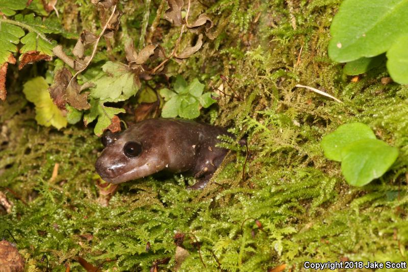 Red Hills Salamander (Phaeognathus hubrichti)