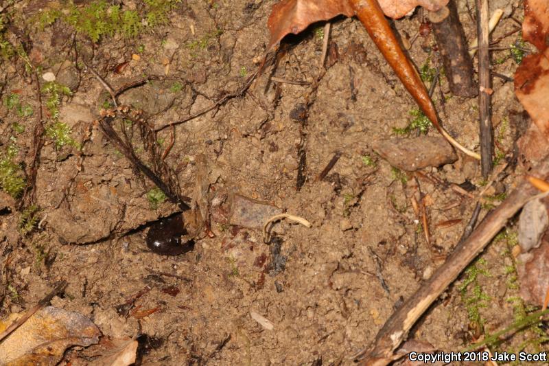 Red Hills Salamander (Phaeognathus hubrichti)